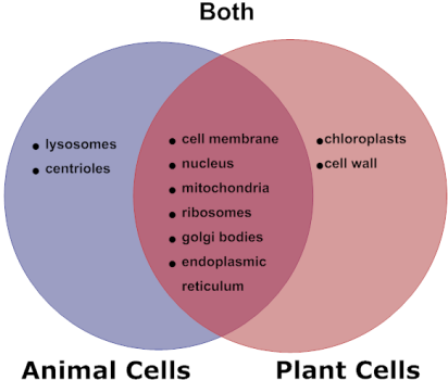 Animal Cells and Plant Cells - CEll processes